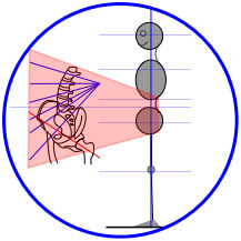 Structural Alignment & Lumbar-Pelvis Illustration for Precise Yoga Therapy & Bodywork: structural bodywork