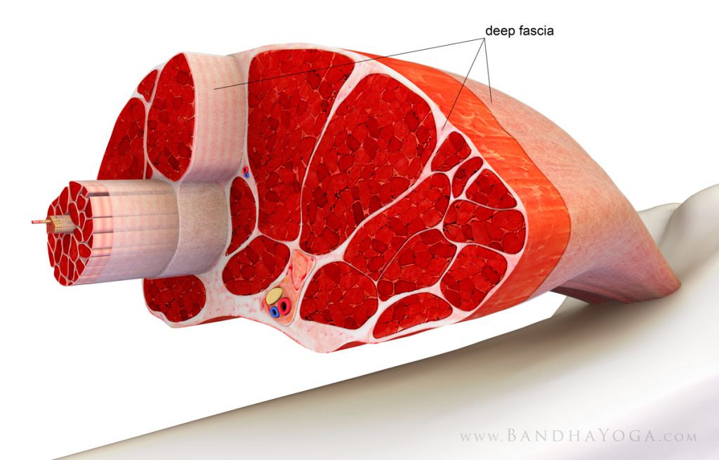 muscle & fascia soft tissues